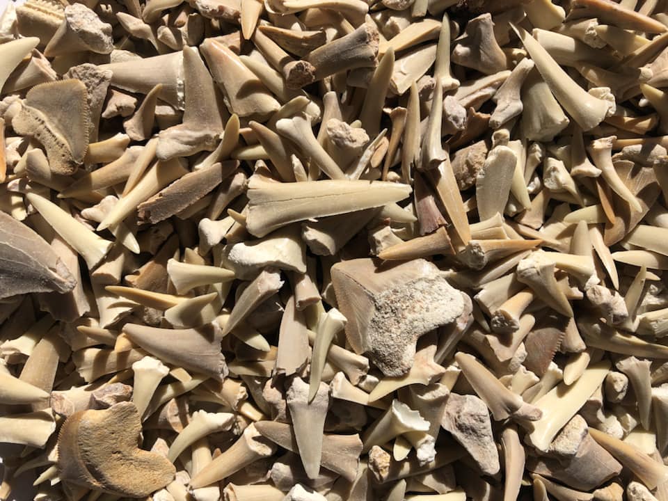  SHARK TEETH Fossils (1 Pound) Bulk Wholesale, Grade A