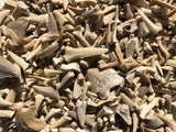 Bulk Real Fossilized Shark Teeth (One Pound) - Kolt Mining Company