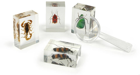 Dr. Steve Hunters My Insects Collection - 10 Real Insects - Kolt Mining Company